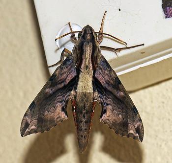 Eupanacra mydon