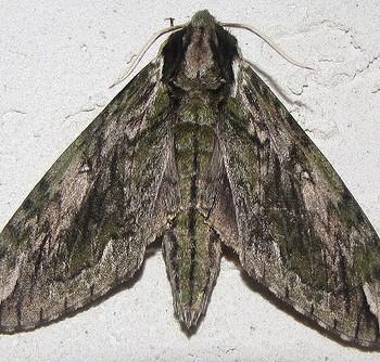 Ceratomia hageni