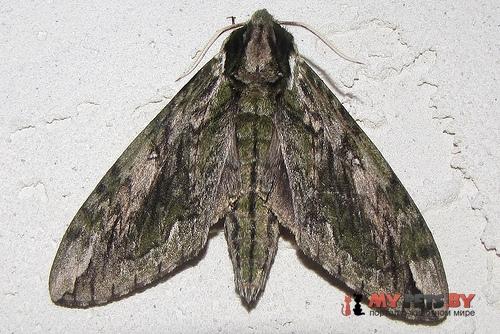 Ceratomia hageni
