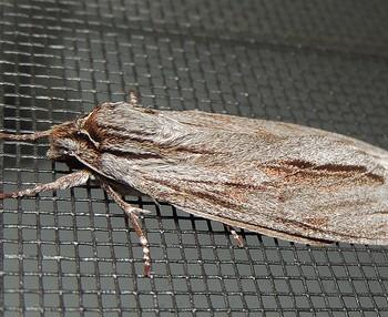 Isoparce cupressi