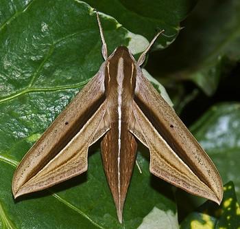 Theretra silhetensis