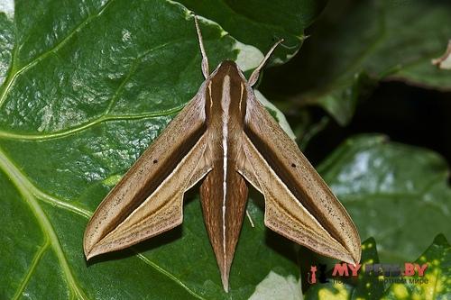 Theretra silhetensis