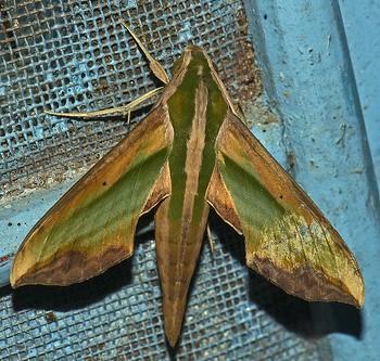 Pergesa acteus