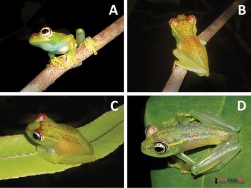 Boophis ankarafensis