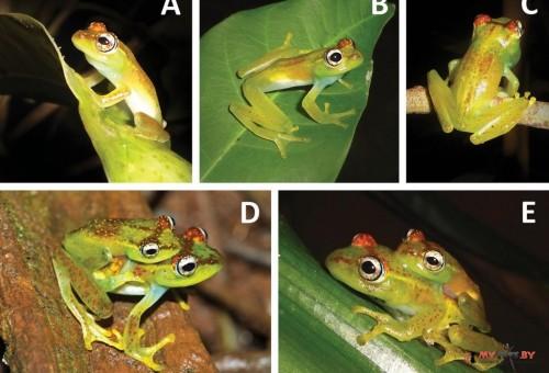 Boophis ankarafensis