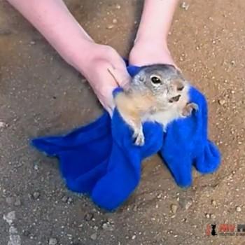 На Ольхоне спасли толстого суслика, застрявшего в норе на дороге