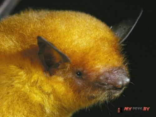 Myotis simus