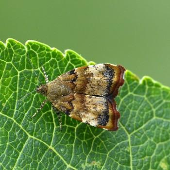 Choreutis pariana