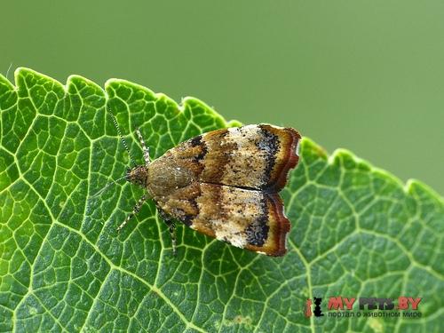 Choreutis pariana