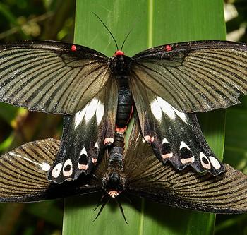 Epicopeia polydora