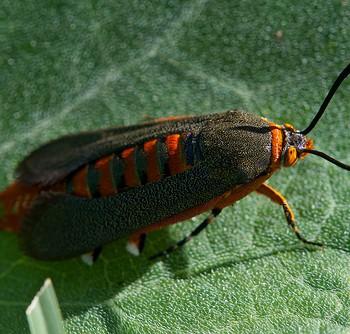 Melittia calabaza