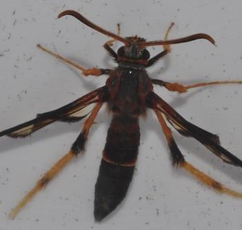 Podosesia aureocincta