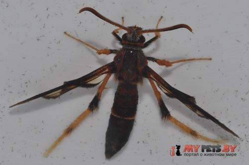 Podosesia aureocincta