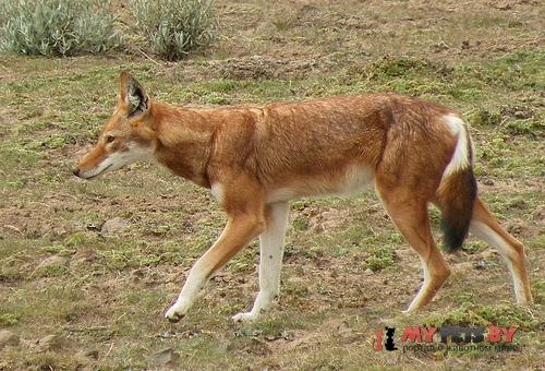 Canis simensis