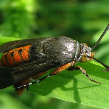 Melittia cucurbitae