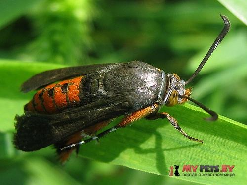 Melittia cucurbitae