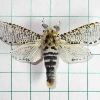 Zeuzera multistrigata