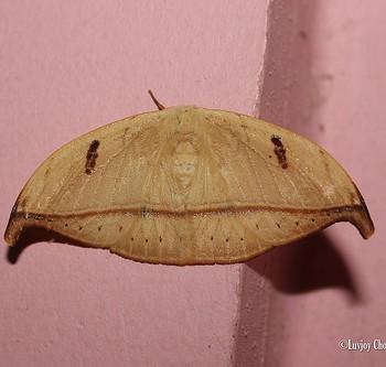 Callidrepana patrana