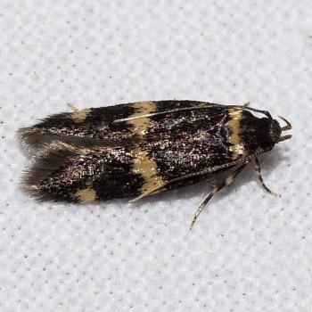 Oegoconia quadripuncta