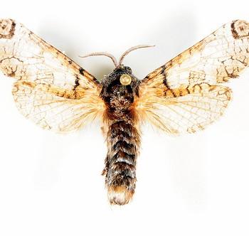 Inguromorpha basalis