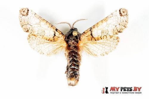 Inguromorpha basalis