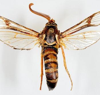 Paranthrene asilipennis