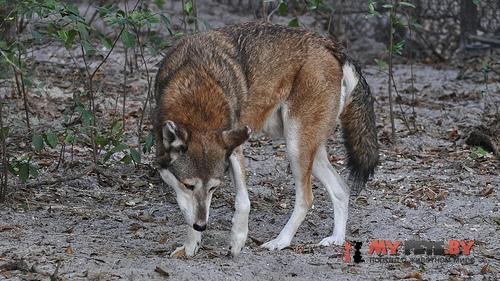 Canis rufus