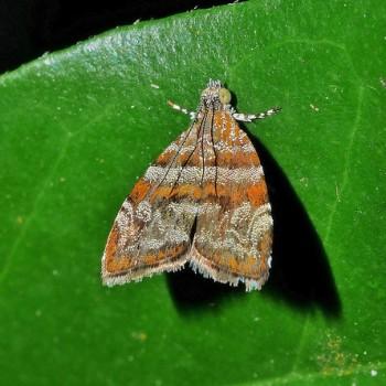 Choreutis periploca