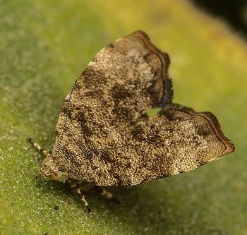 Choreutis yakushimensis