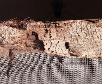Psychonoctua personalis