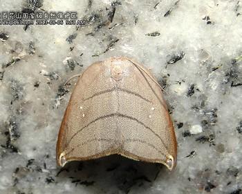 Pseudalbara parvula