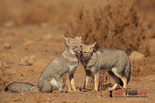 Patagonian fox