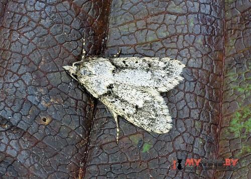 Diurnea fagella