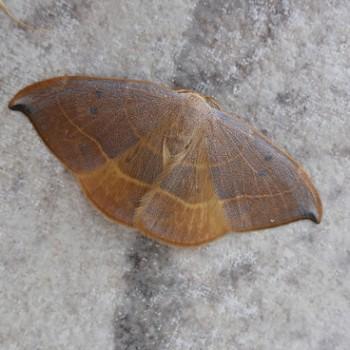 Watsonalla uncinula