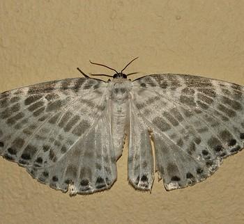 Cyclidia sericea