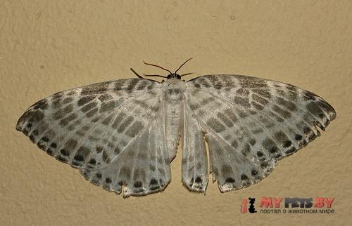 Cyclidia sericea