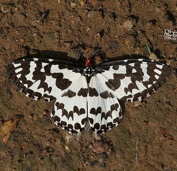 Pterothysanus laticilia