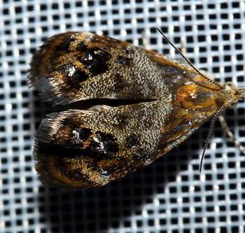Tebenna bjerkandrella