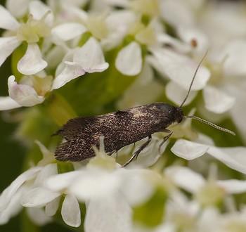 Phaulernis dentella