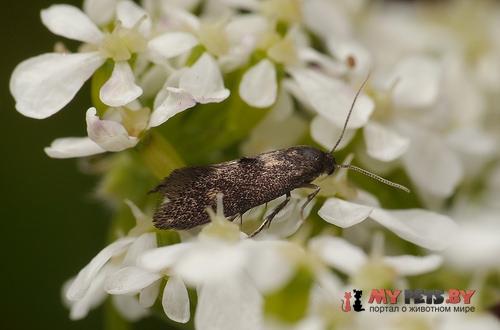 Phaulernis dentella