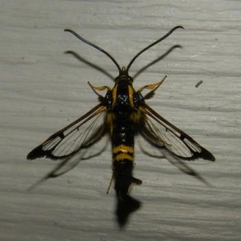 Synanthedon kathyae