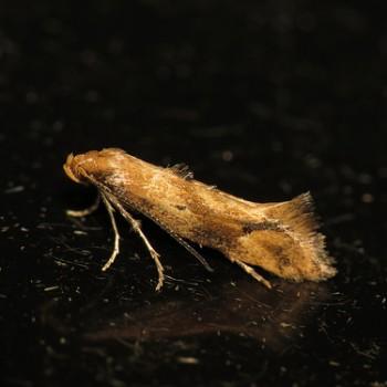 Epermenia illigerella