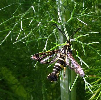 Synanthedon resplendens
