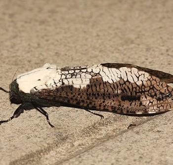 Xyleutes persona