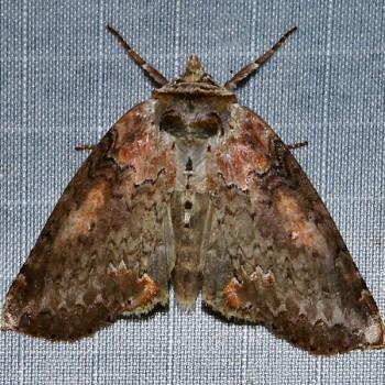 Pseudothyatira cymatophoroides