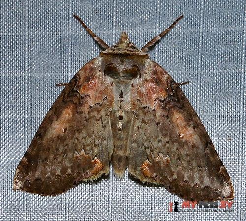 Pseudothyatira cymatophoroides