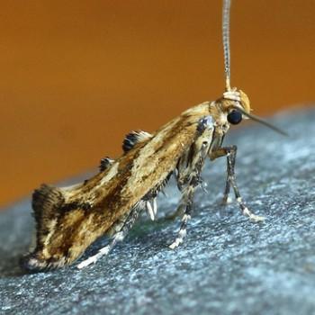 Epermenia falciformis