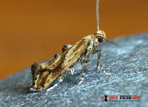 Epermenia falciformis