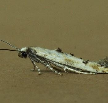 Epermenia aequidentellus