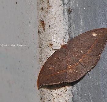 Microblepsis violacea